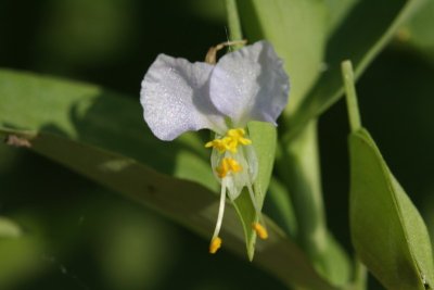 Dayflower