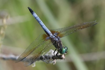 Blue Dasher (male)