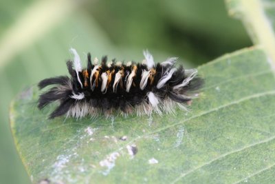 Milkweed Tussuck Caterpillar