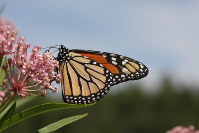 Pawnee Lake Butterflies and Moths