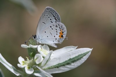 Eastern Tailed-Blue