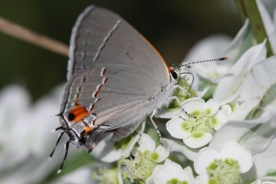 Gray Hairstreak