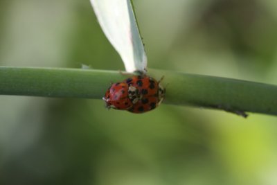 Multicolored Asian Lady Beetles