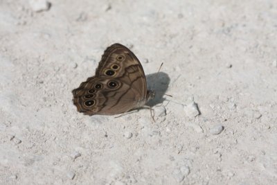 Northern Pearly-Eye