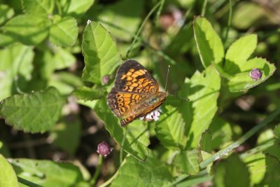 Pearl Crescent