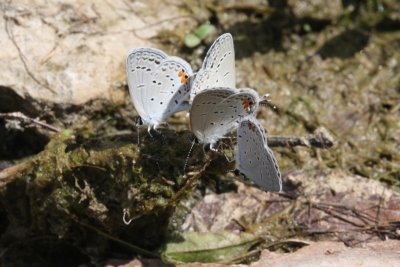 Eastern Tailed-Blues Puddling