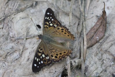 Hackberry Emperor