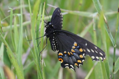 Black Swallowtail