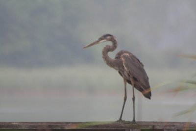 Great Blue Heron On A Foggy Morning