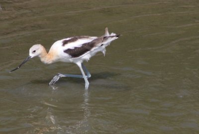 American Avocet