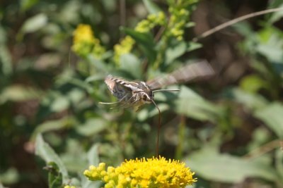 White-Lined Sphinx Hummingbird Moth