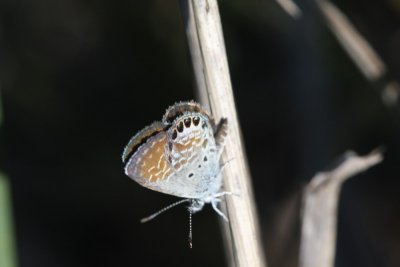 Western Pygmy-Blue