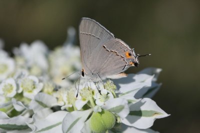 Gray Hairstreak