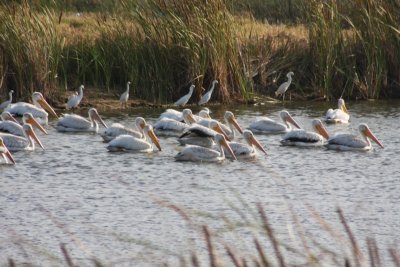 American White Pelicans and Snowy Egrets