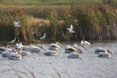 American White Pelicans and Snowy Egrets