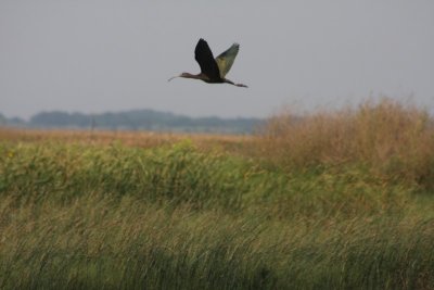 White-faced ibis