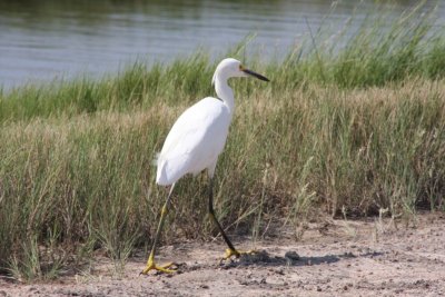 Snowy Egret