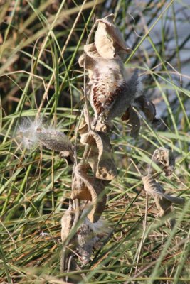 Milkweed Going To Seed