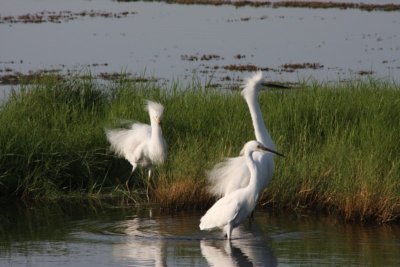 Snowy Egrets In A Snit At Quivira National Wildlife Refuge---August 2008
