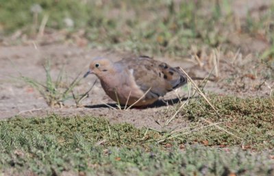 Mourning Dove