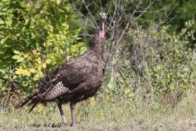 Wild Turkey