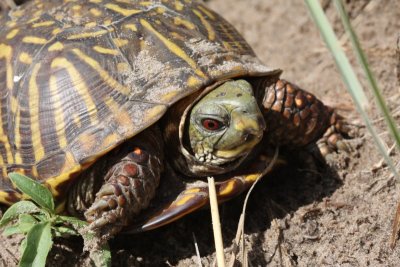 Ornate Box Turtle