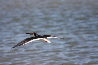 Black Skimmer