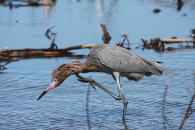 Reddish Egret