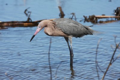 Reddish Egret