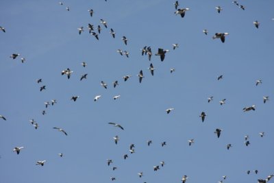 Snow geese