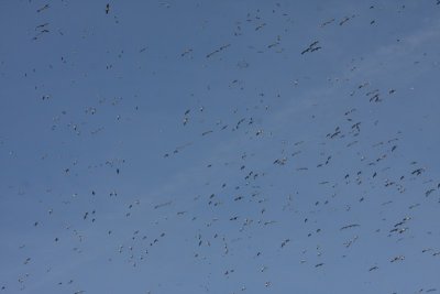 Snow geese