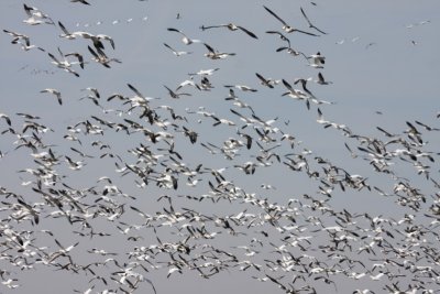 Snow geese