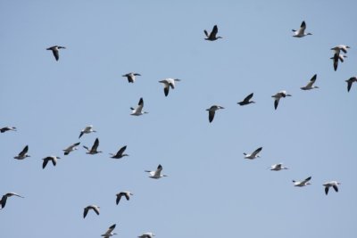 Snow Geese