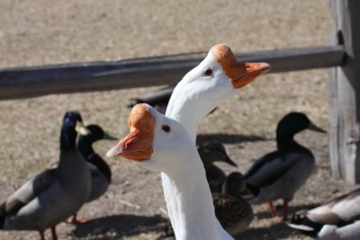 Two Headed Goose?