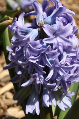 Hyacinth