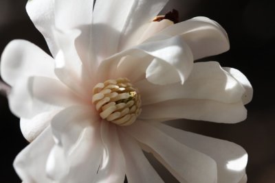 Magnolia