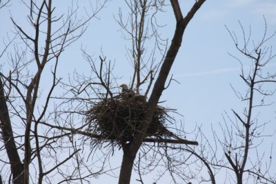 Eagle's Nest