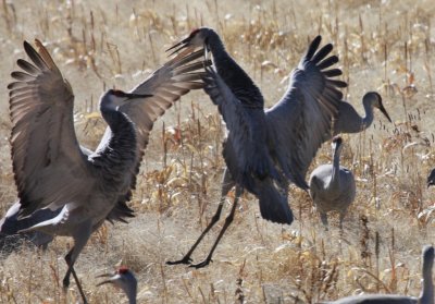 Sandhill cranes