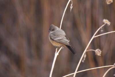 Say's phoebe