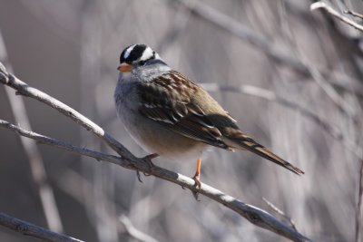 White-crowned sparrow