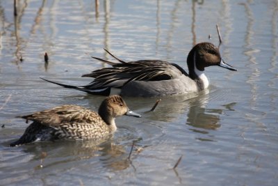 Northern pintails