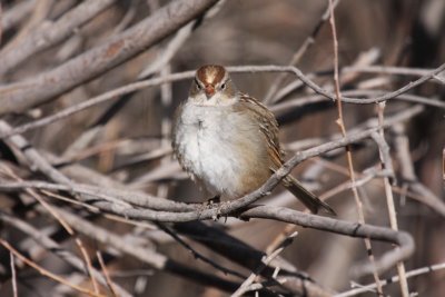 White-crowned sparrow (juvenile)