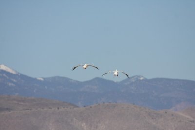 Snow geese