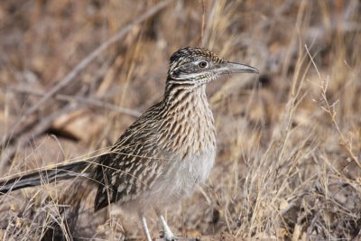 Greater roadrunner