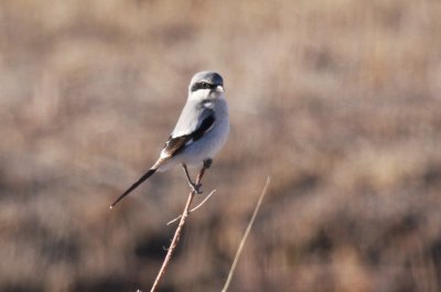 Loggerhead shrike