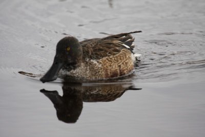 Northern shoveler