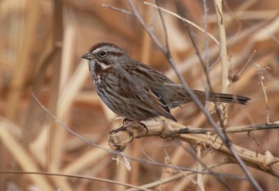 Song sparrow