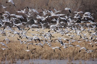 Snow geese