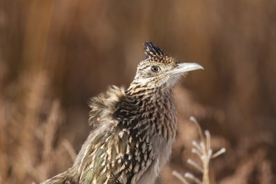 Greater roadrunner