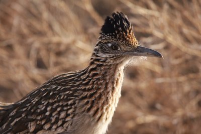 Greater roadrunner